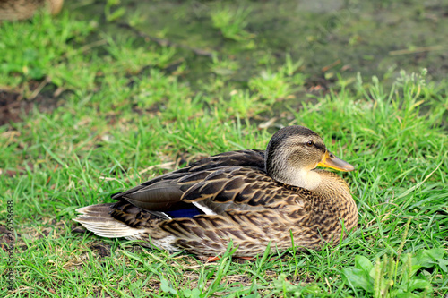 duck