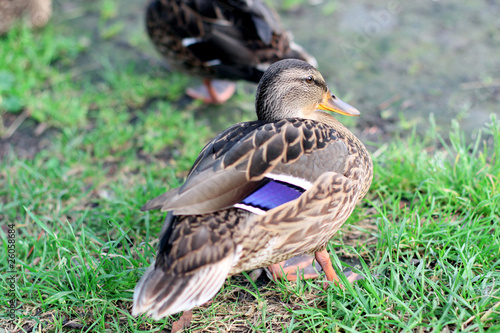 Fotografija Wild duck.