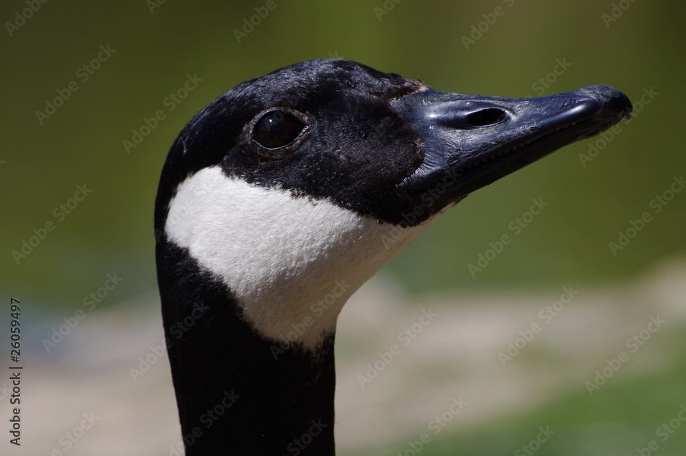 oie bernache du Canada branta canadensis oie bernache du Canada branta canadensis