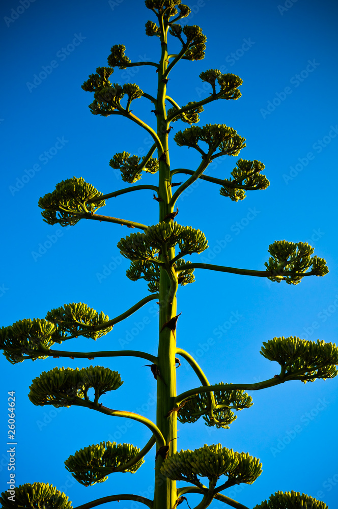 Colourful view of tree with deep blue sky
