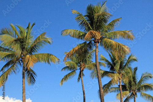 Wallpaper Mural cocotiers des tropiques sur fond de ciel bleu Torontodigital.ca