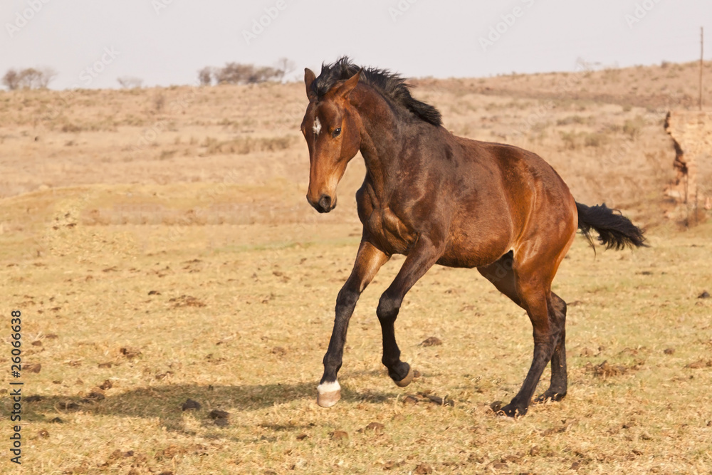 Black and brown horse with white patch running on a farm Black and brown horse with white patch running on a farm