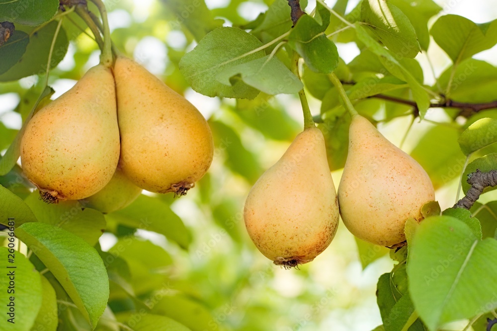 Ripe pears on tree