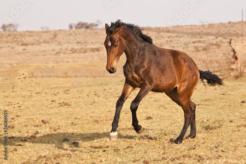 Black and brown horse with white patch running on a farm