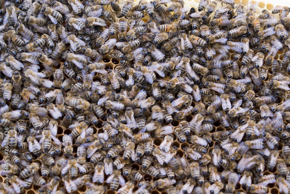 Bee Hive Swarm Bee Hive Swarm