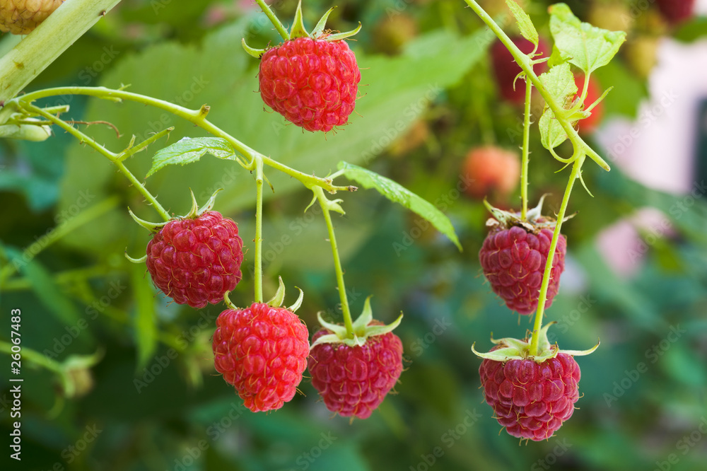 growth raspberries; growth raspberries;