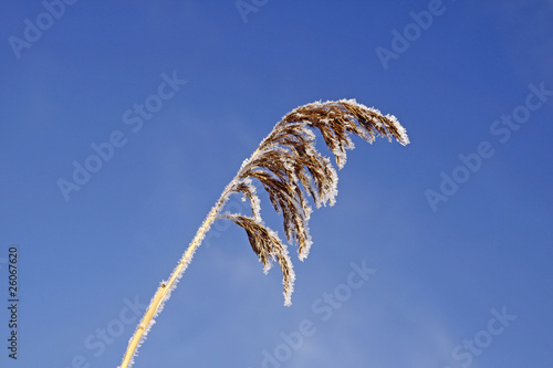 Phragmatis australis, Schilf im Winter - Common reed, Germany