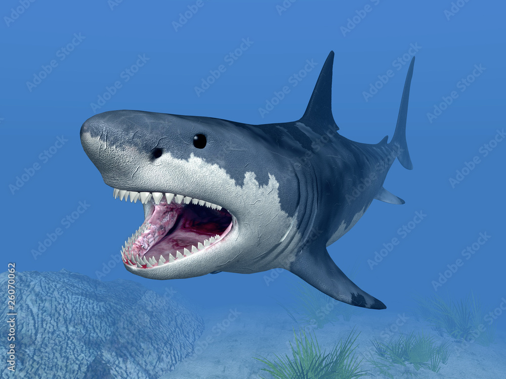 Fototapeta premium Great White Shark