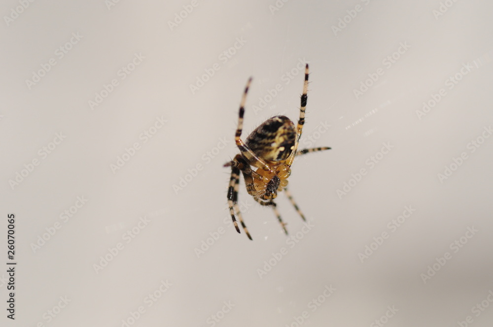Spinne Spinne
