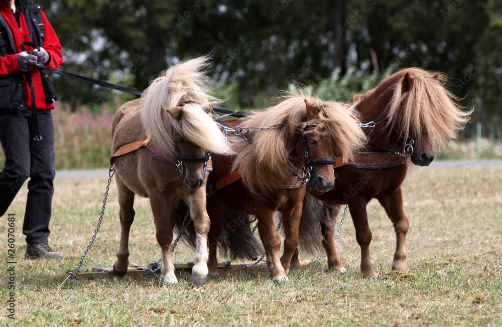 Shetlandponies-Gespann Shetlandponies-Gespann