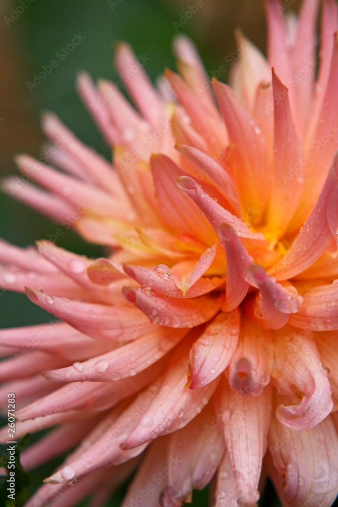dahlie,blume dahlie,blume