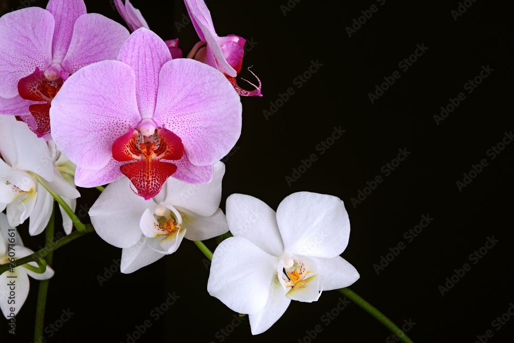 violet and white orchids closeup on the black background violet and white orchids closeup on the black background