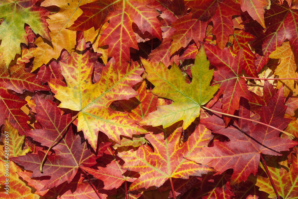 Ahornblätter im Herbst, Acer platanoides