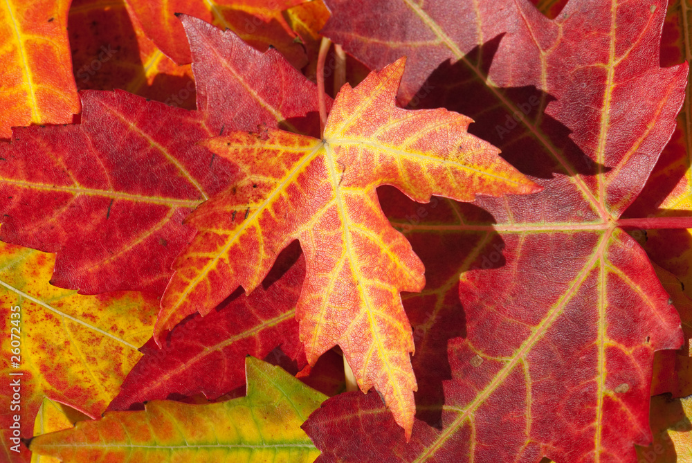 Herbst-Fotohintergrund 180x120 Cm - Mit Ahornblättern & Kürbissen, Aus Vinyl - Für Fotos, Partydekoration & Events