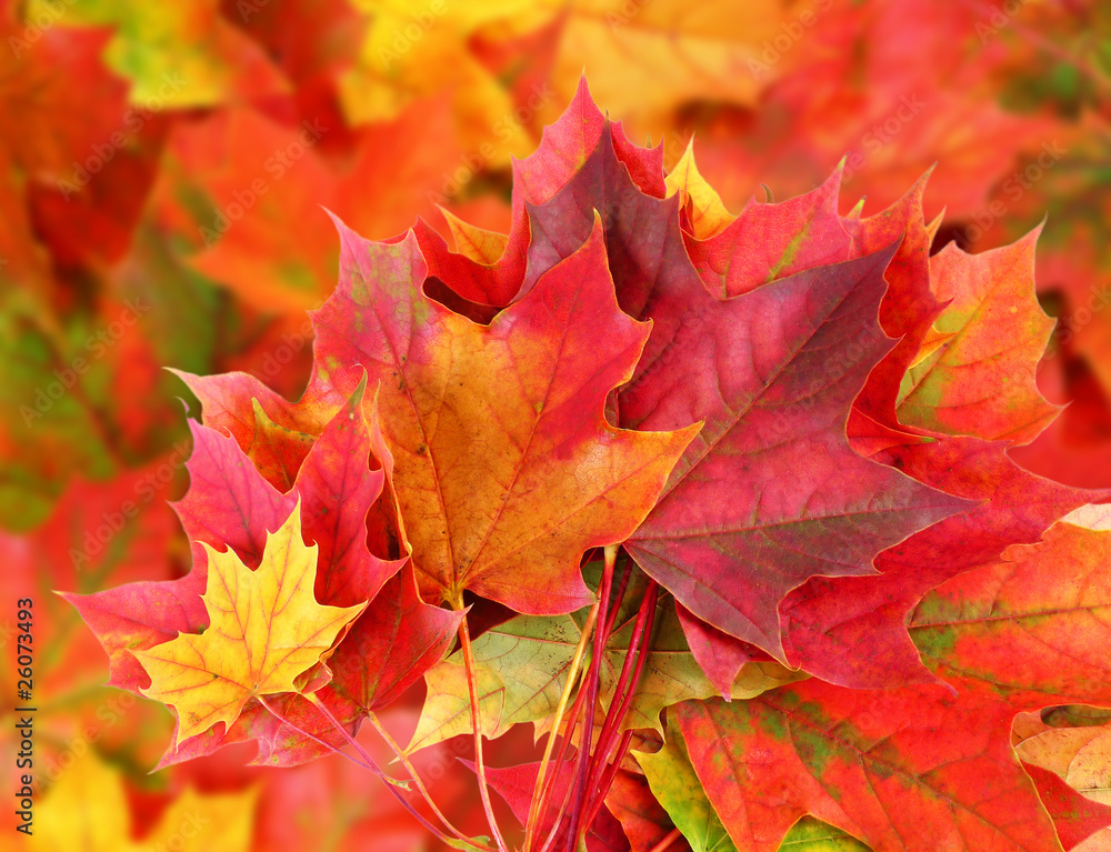 background from colored maple leaves background from colored maple leaves