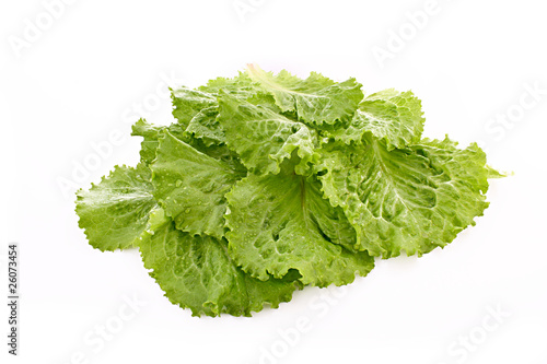 Salad leaves isolated on white