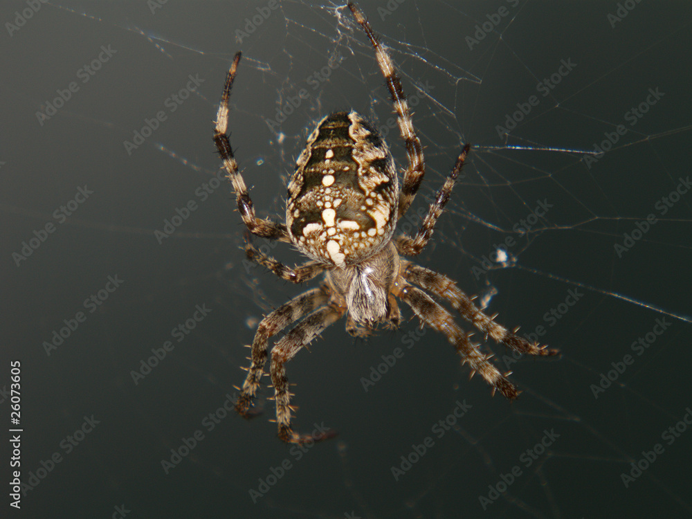 Spinne im Netz Spinne im Netz