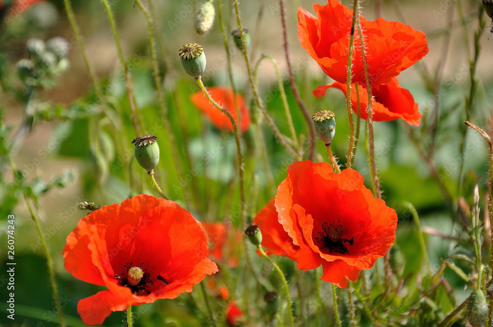 Obraz premium Three red poppies