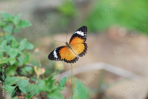 Papillon © J-F Perigois