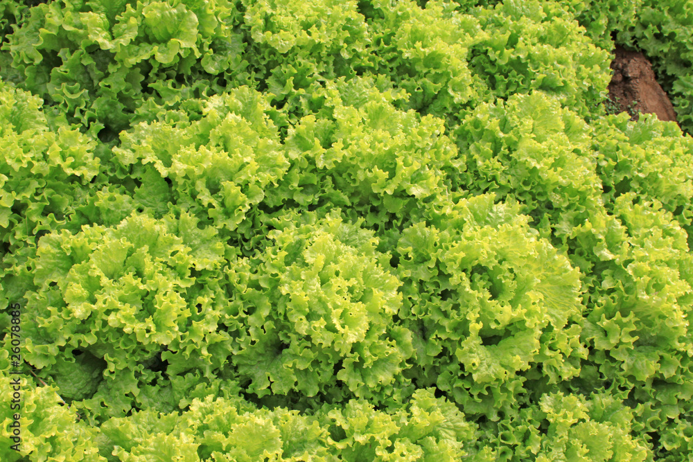 lettuce lettuce