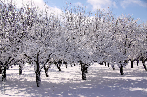 Winter Orchard