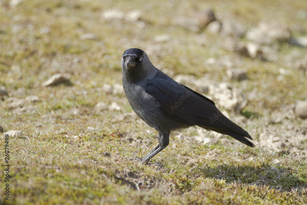 Coloeus monedula (choucas des tours - western jackdaw) Coloeus monedula (choucas des tours - western jackdaw)