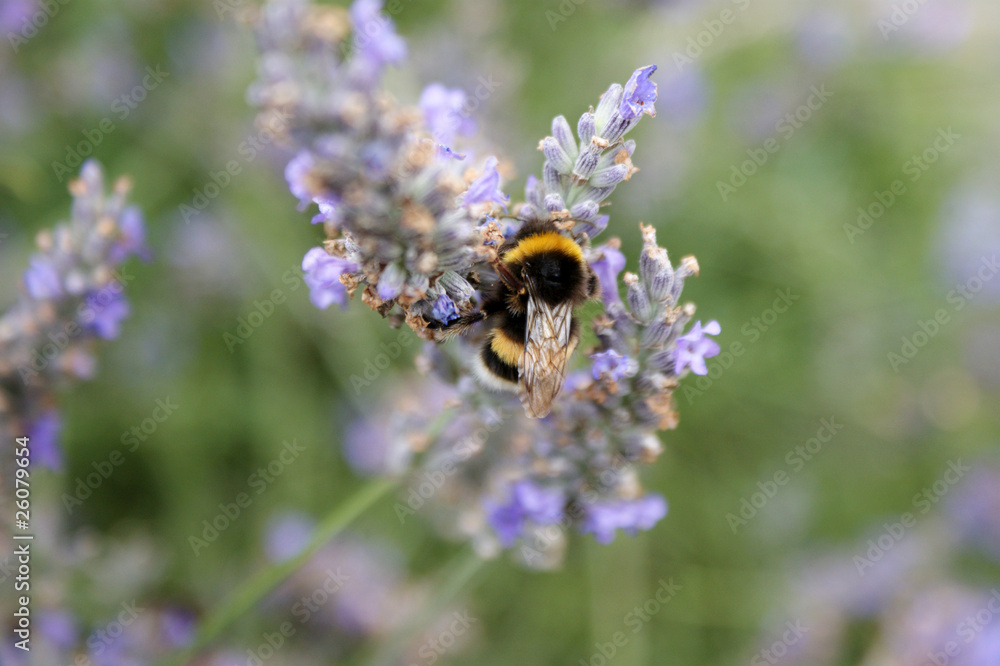 Zoom sur le travail d'une abeille Zoom sur le travail d'une abeille