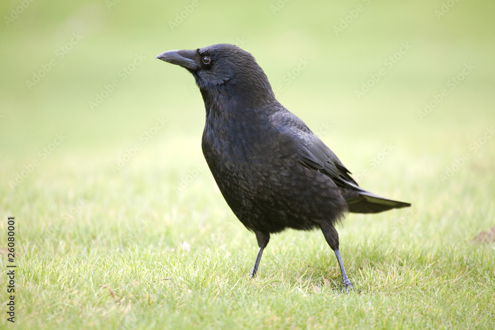 Corvus corone (corneille noire - carrion crow) Corvus corone (corneille noire - carrion crow)