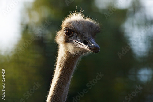 Head of the African ostrich