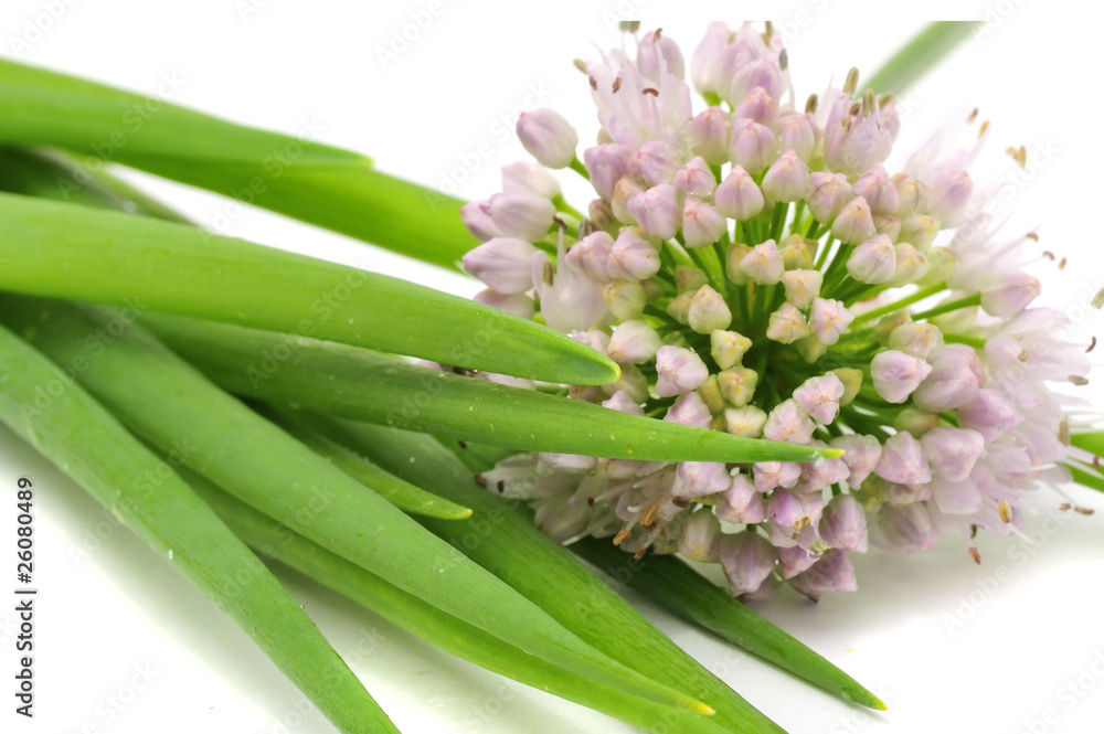 Fototapeta premium Scallion with Flower Head
