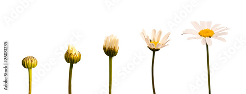 Etapes de la croissance d'une marguerite, évolution et transformation d'une fleur, isolé sur fond blanc photo