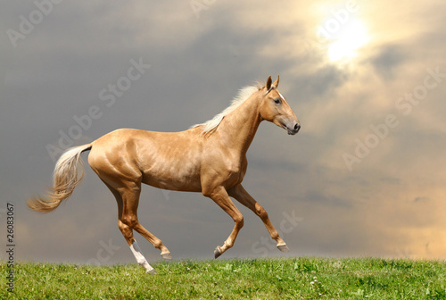 palomino horse © Mari_art