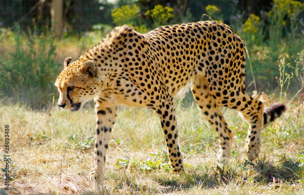 Naklejka premium guépard