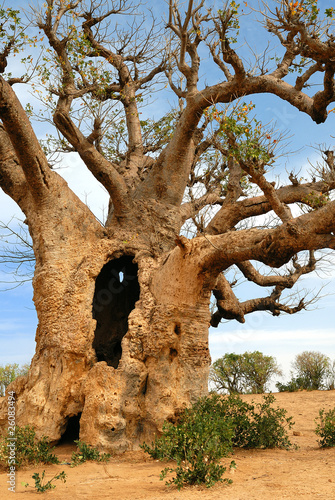 baobab d'Afrique photo