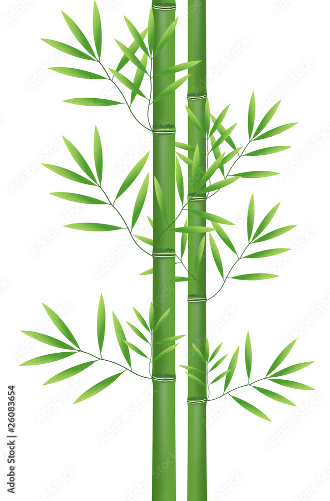 Abstract nature bamboo Abstract nature bamboo