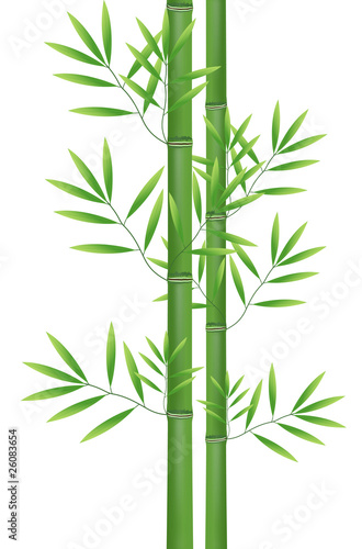 Fototapeta Naklejka Na Ścianę i Meble -  Abstract nature bamboo