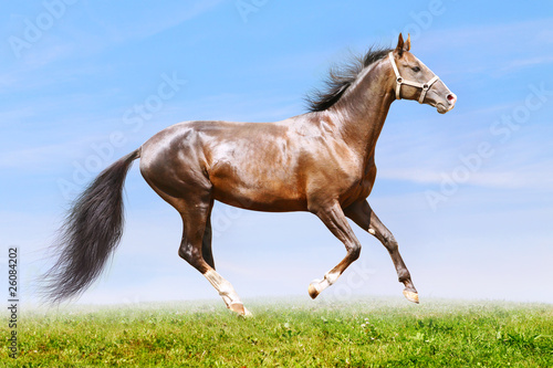 bay horse