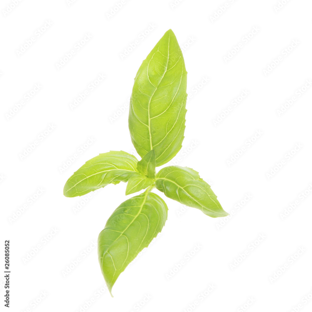 Fototapeta premium Sprig of fresh basil