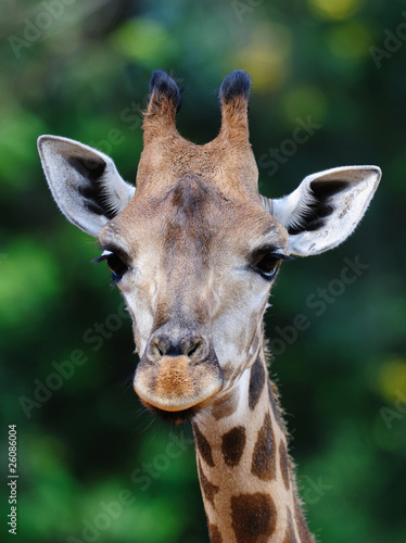 Giraffe Closeup © Worakit Sirijinda