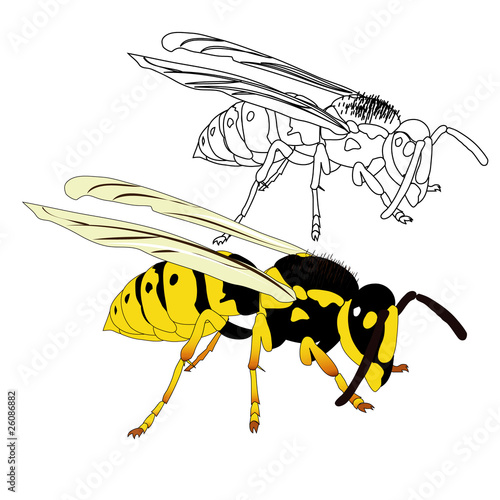 vector wasp