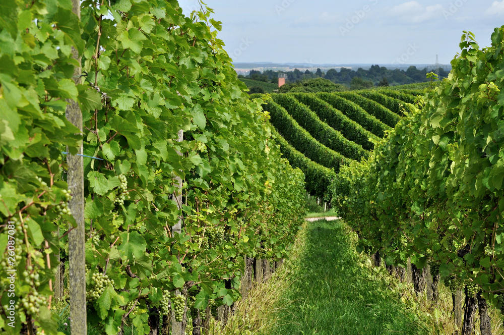 vigneti in collina nel baden württenberg #8 vigneti in collina nel baden württenberg #8