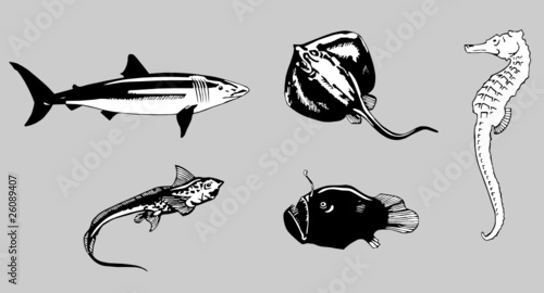 fishes vector