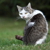 Cute kitty cat sitting on a green lawn