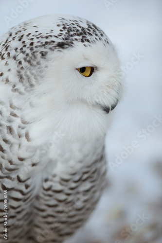 Snowy owl (Bubo scandiacus).