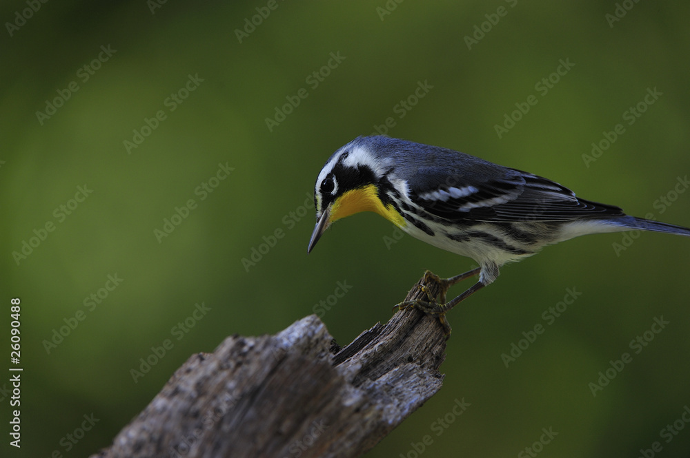 Obraz premium Yellow Throated Warbler