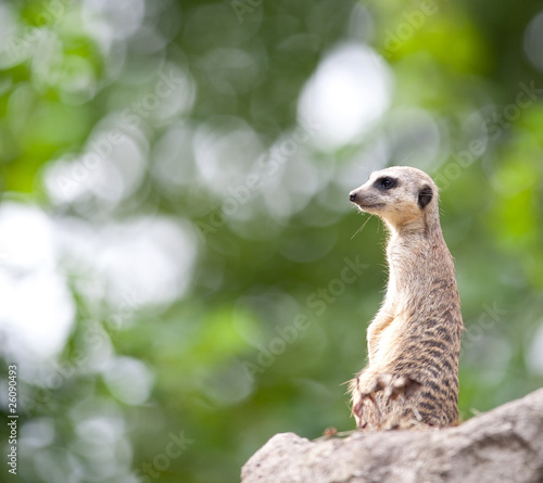 watchful meerkat standing guard © lightpoet
