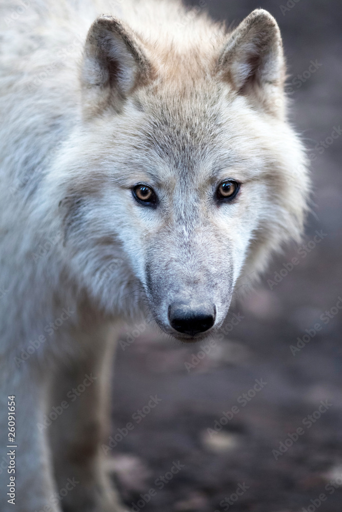 Close up view of a male wolf (Canis lupus).