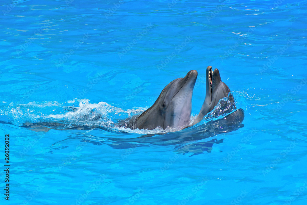Obraz premium Dolphins in dolphinarium