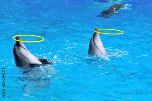 Two dolphins playing with rings in dolphinarium