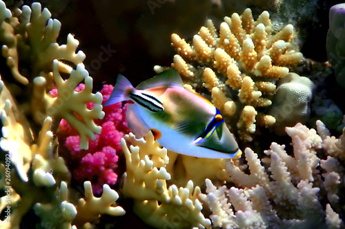 Coral fish Rhinecanthus assasi photo
